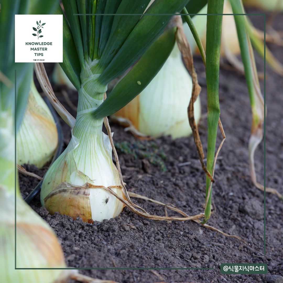 마늘과 양파 관리의 중요성