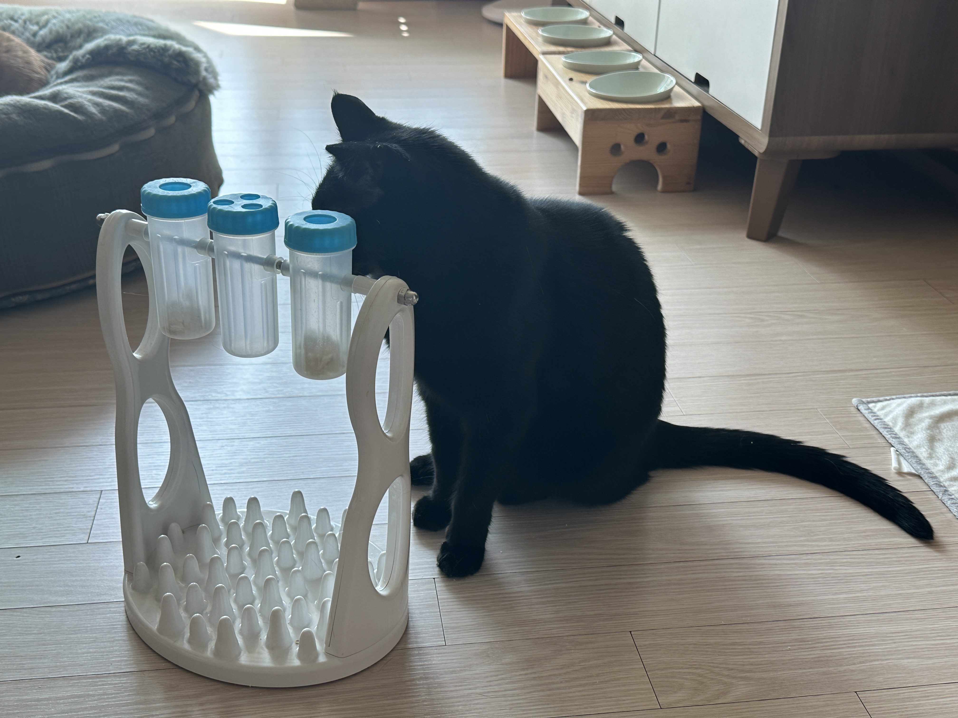 우리집 똑똑한 고양이 건이와 먹보 사랑이 (feat. 똑똑한 고양이를 둔 다묘집사의 고민)