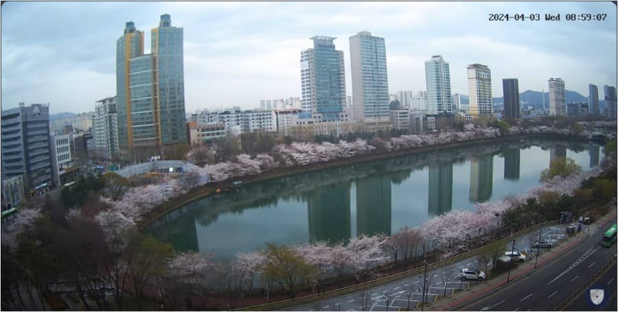 석촌호수 벚꽃 실시간 중계 풍경 캡처