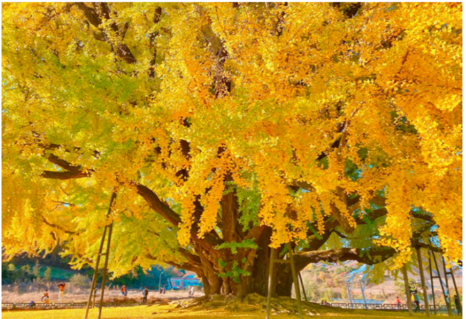 원주 반계리 은행나무