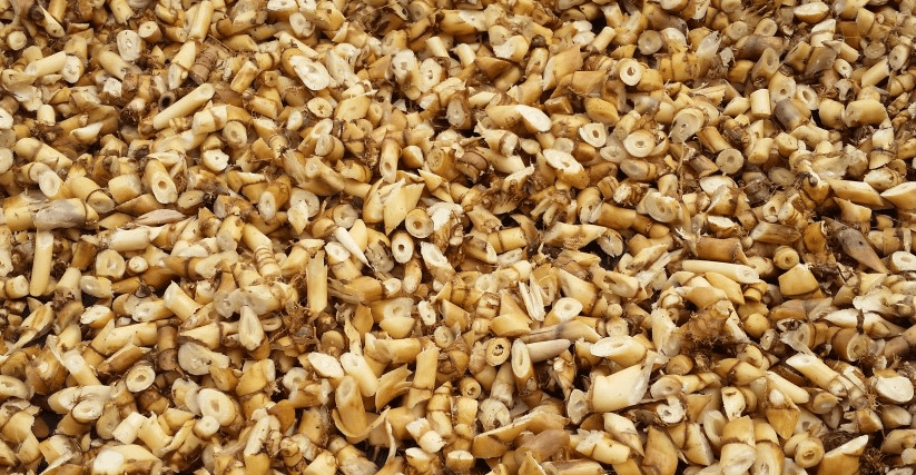 갈대 뿌리를 잘게 잘라 놓았다