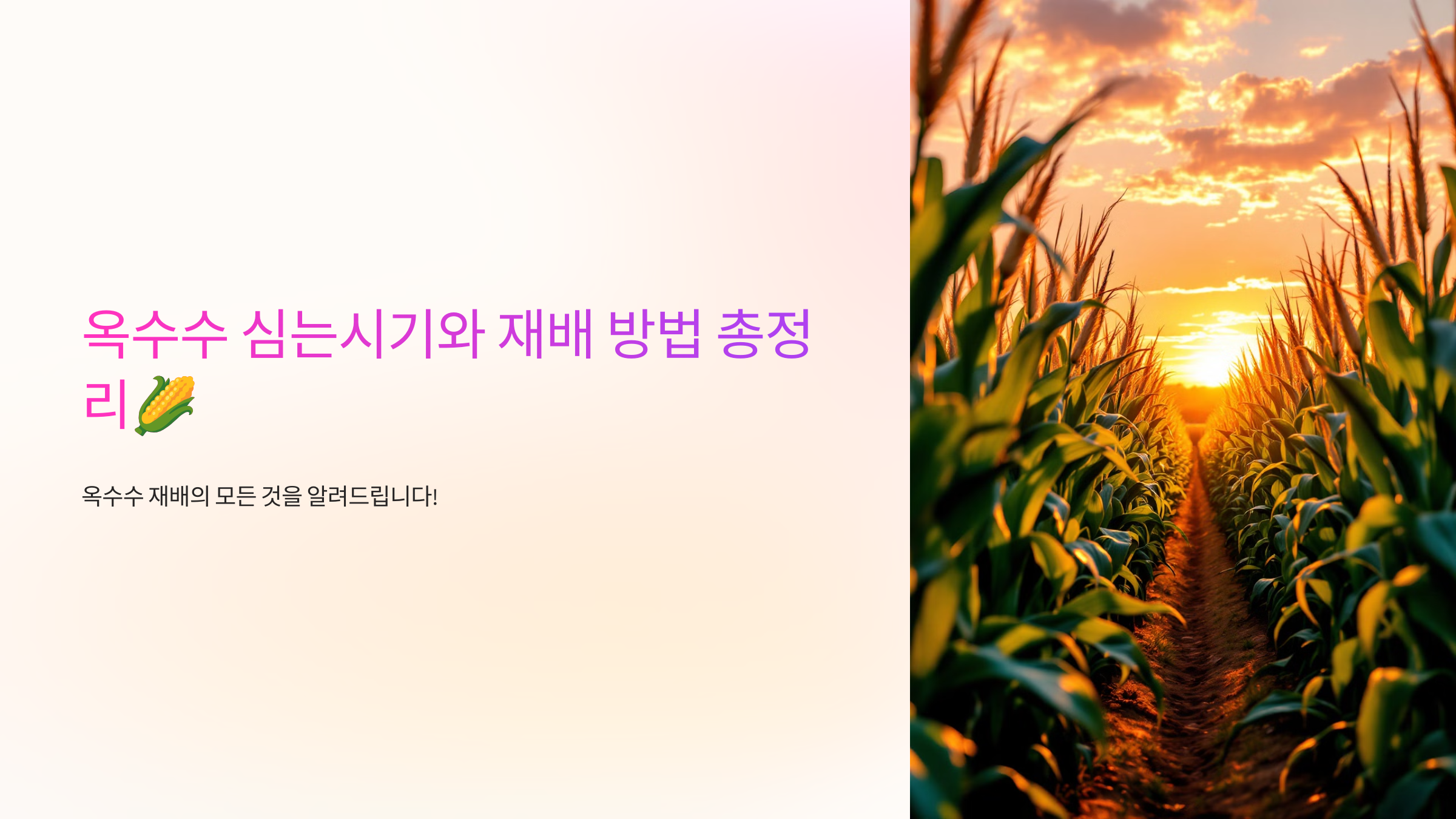 옥수수 심는시기와 재배 방법 총정리🌽