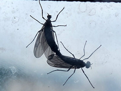 러브버그 출몰 시기 및 러브버그는 익충인가 해충인가?