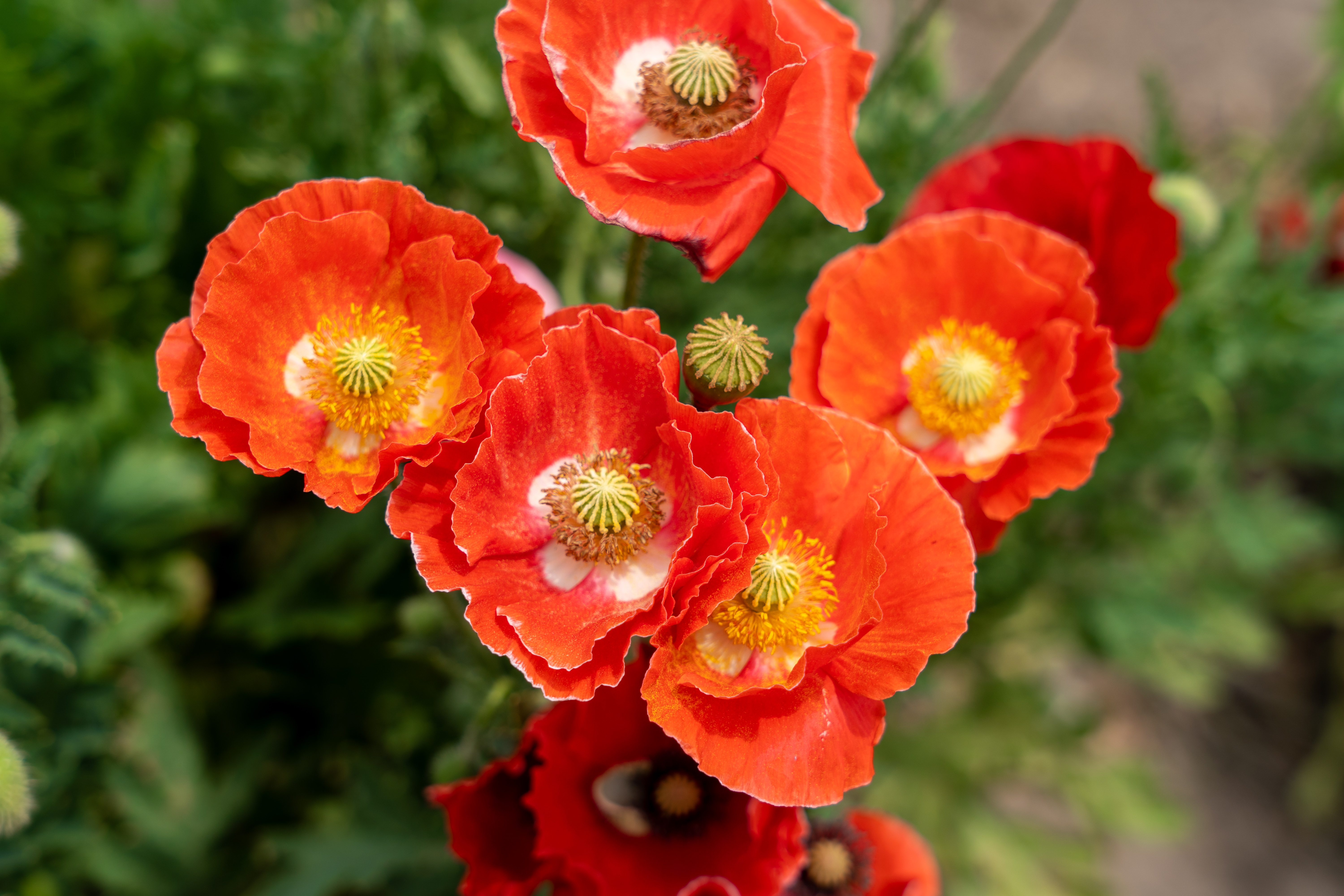 분황사 양귀비밭