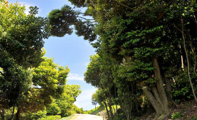 장사도 해상공원