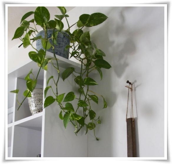 누구나 기르기 쉬운 공기정화 식물 "스킨답서스 키우기"