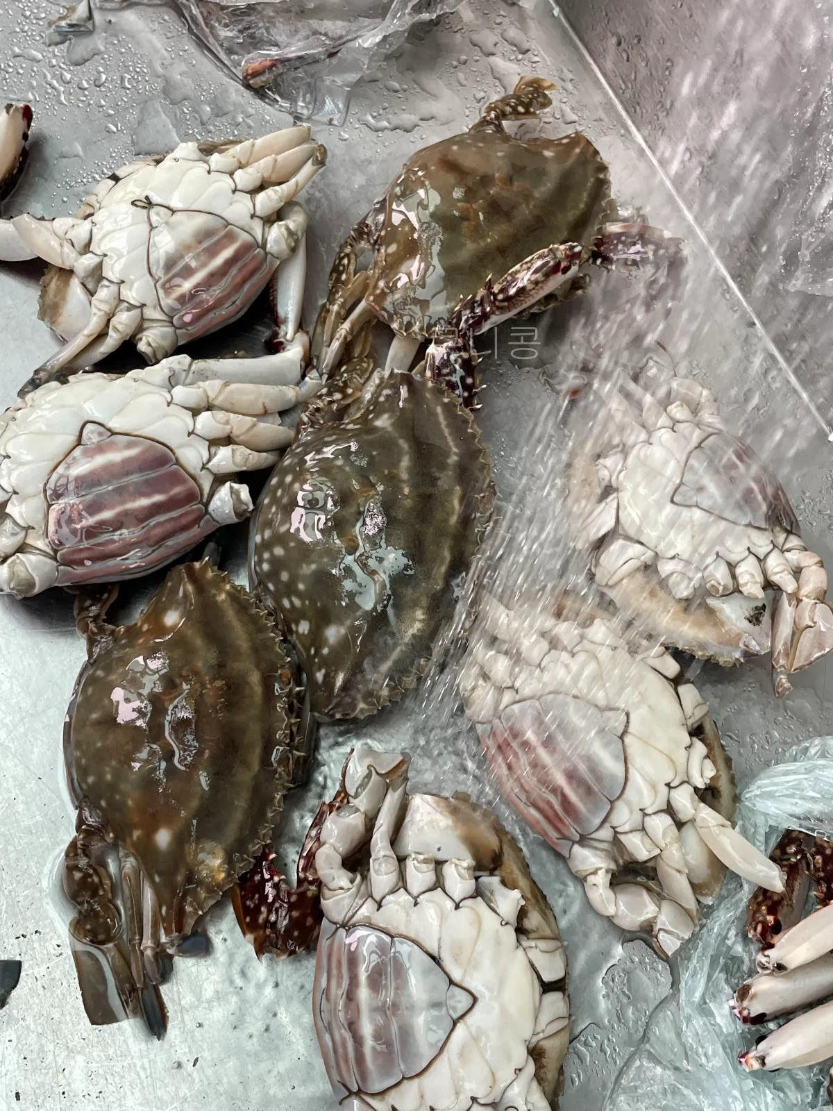 서울-가족캠핑-피크닉-추천-초안산캠핑장-자리&amp;#44;예약-꿀팁