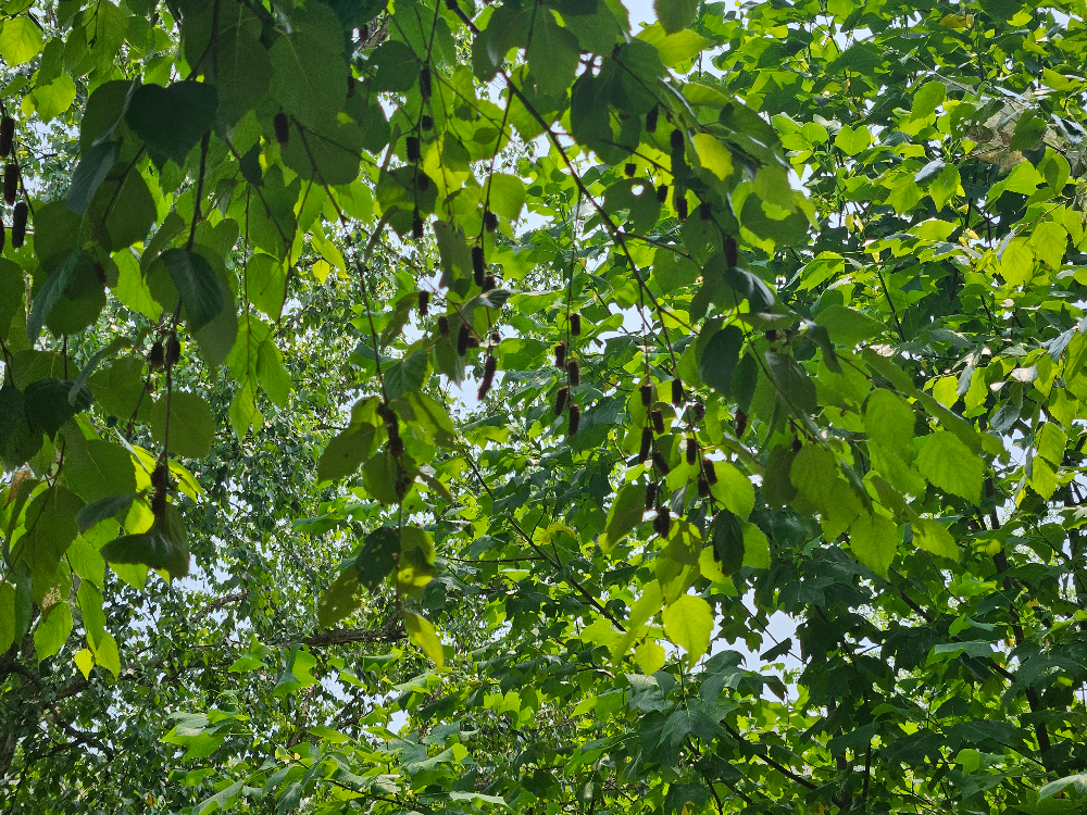 물박달나무 열매