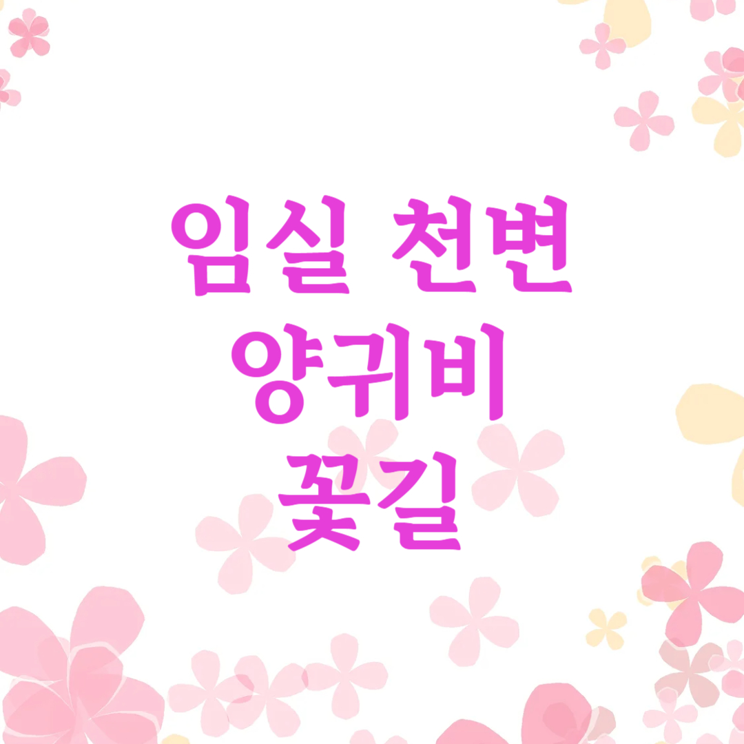 임실천변 꽃양귀비 꽃길