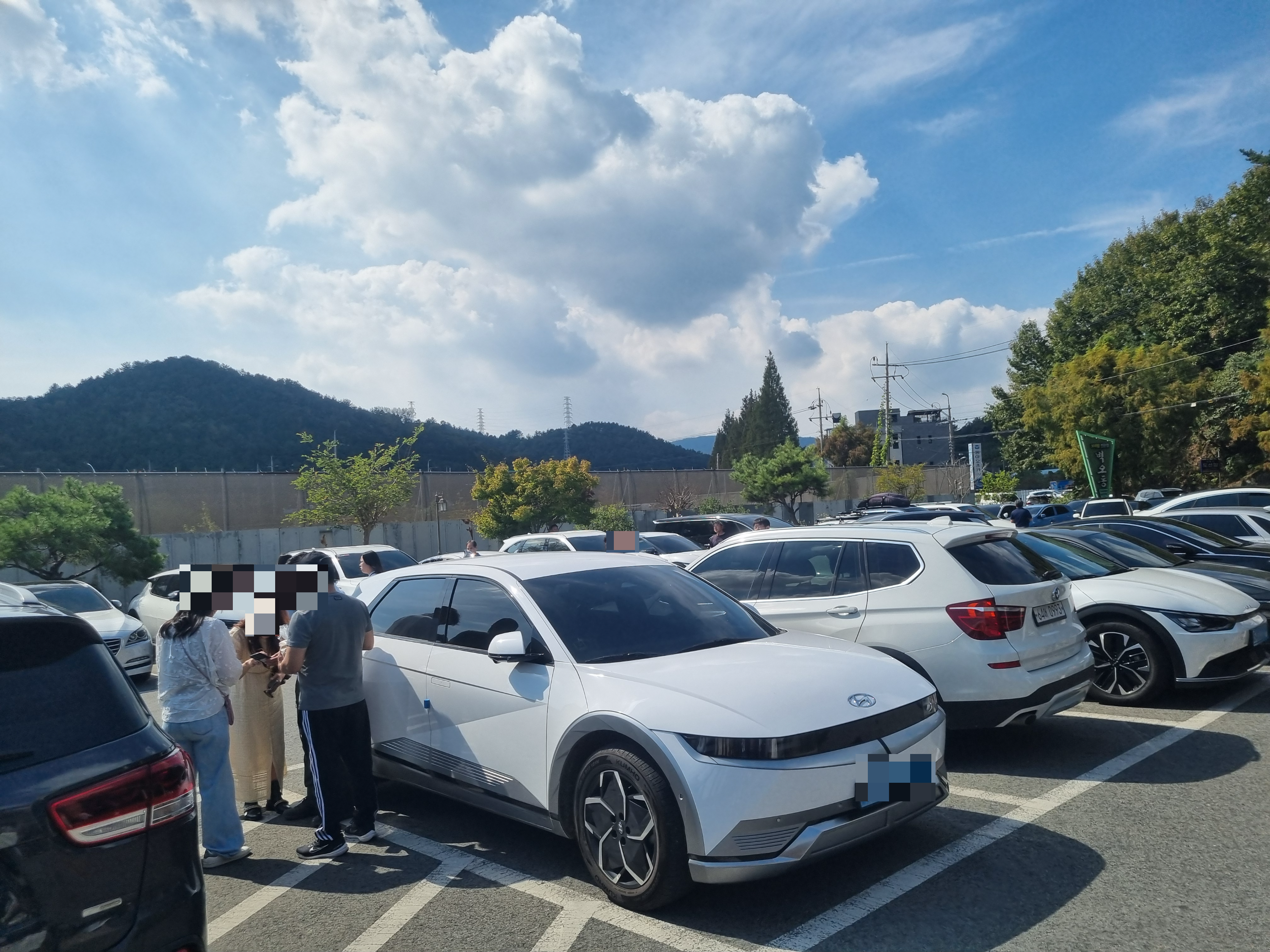 벽오동
