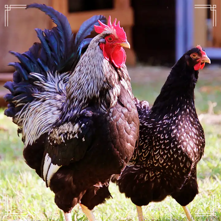 6시내고향 충북 진천 관상닭 분양 종란 파는 곳 전국 택배 온라인 전화 주문 추천