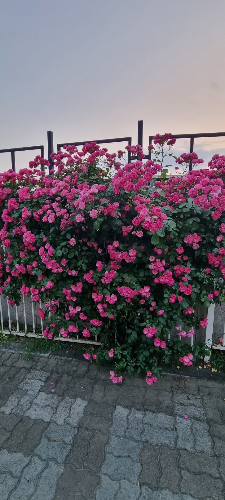 2025 중랑 서울 장미축제 기간 일정 가는길