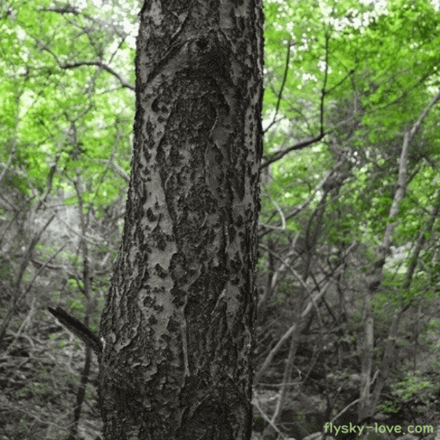 갑상선에 효과적인 다릅나무