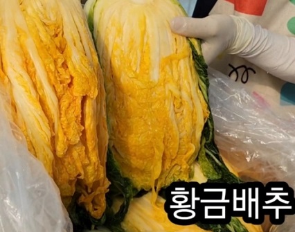 황금배추
