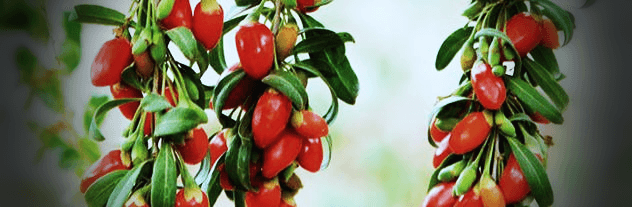 구기자-열매-사진