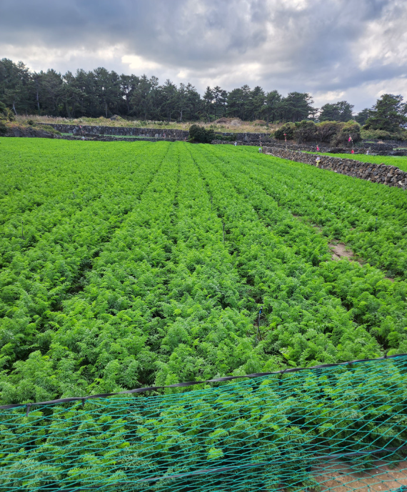 6시내고향 제주 구좌 당근 구매정보 도하네농장