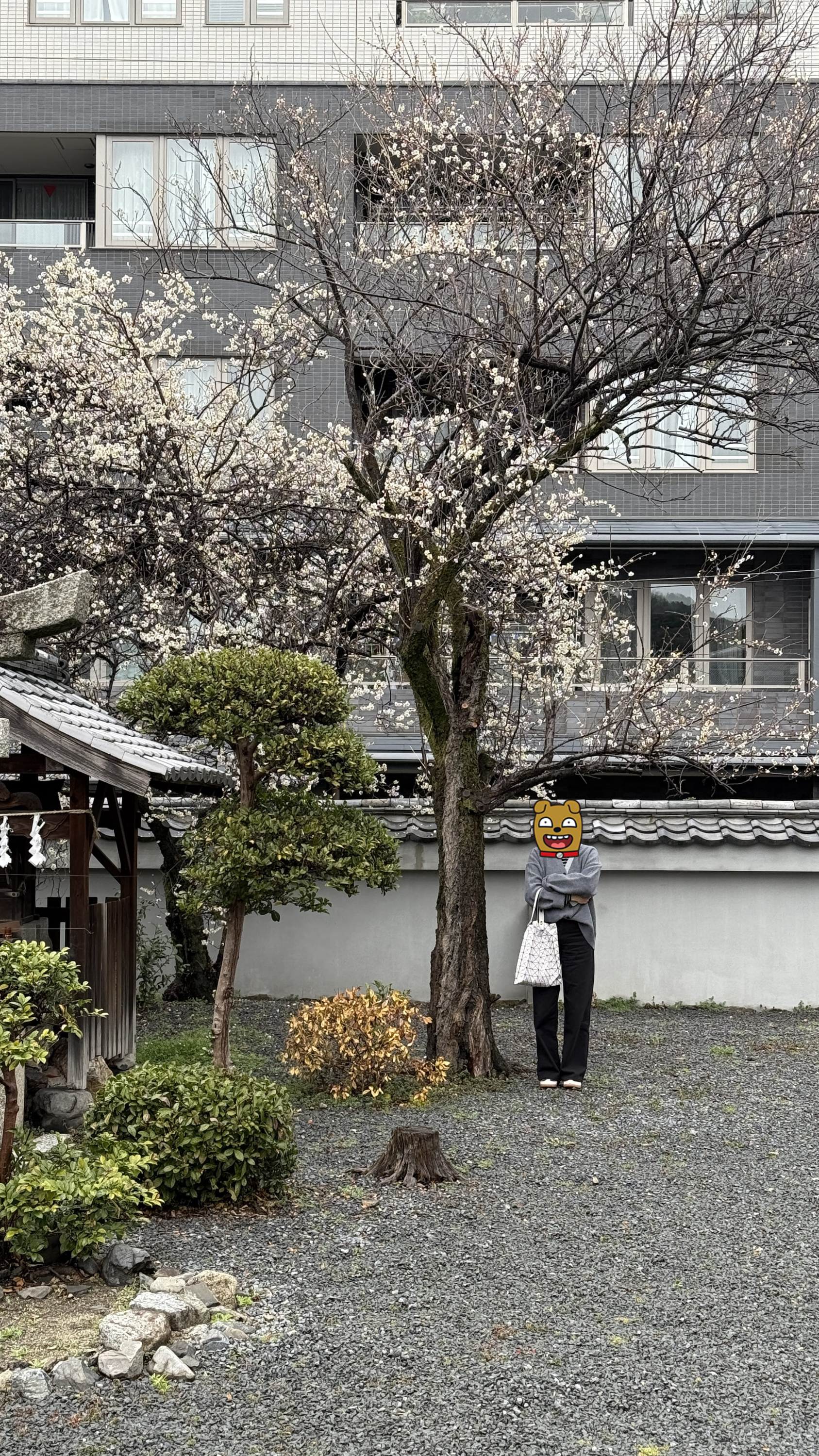 교토-꼭-가봐야-할-곳- 에이칸도-젠린지-ZENRIN-JI-벚꽃 여행