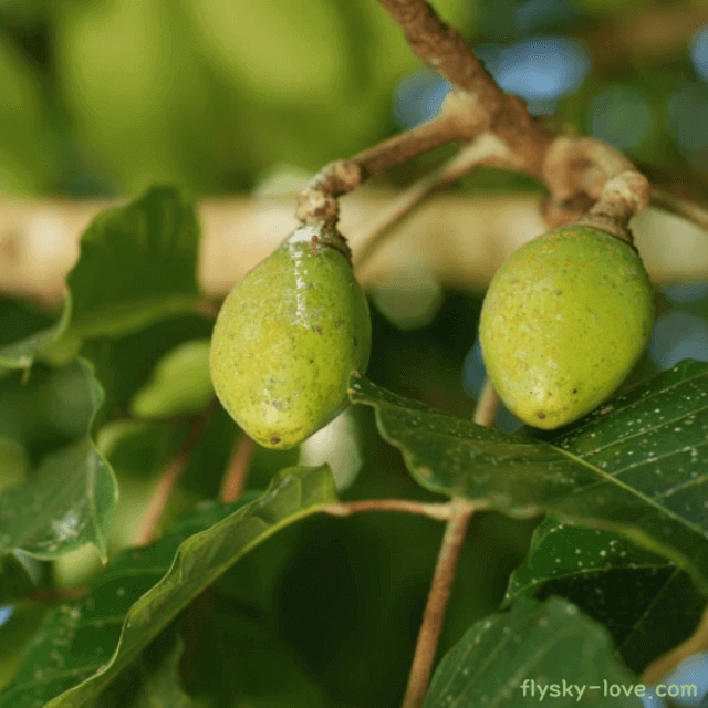 필리나무의 열매