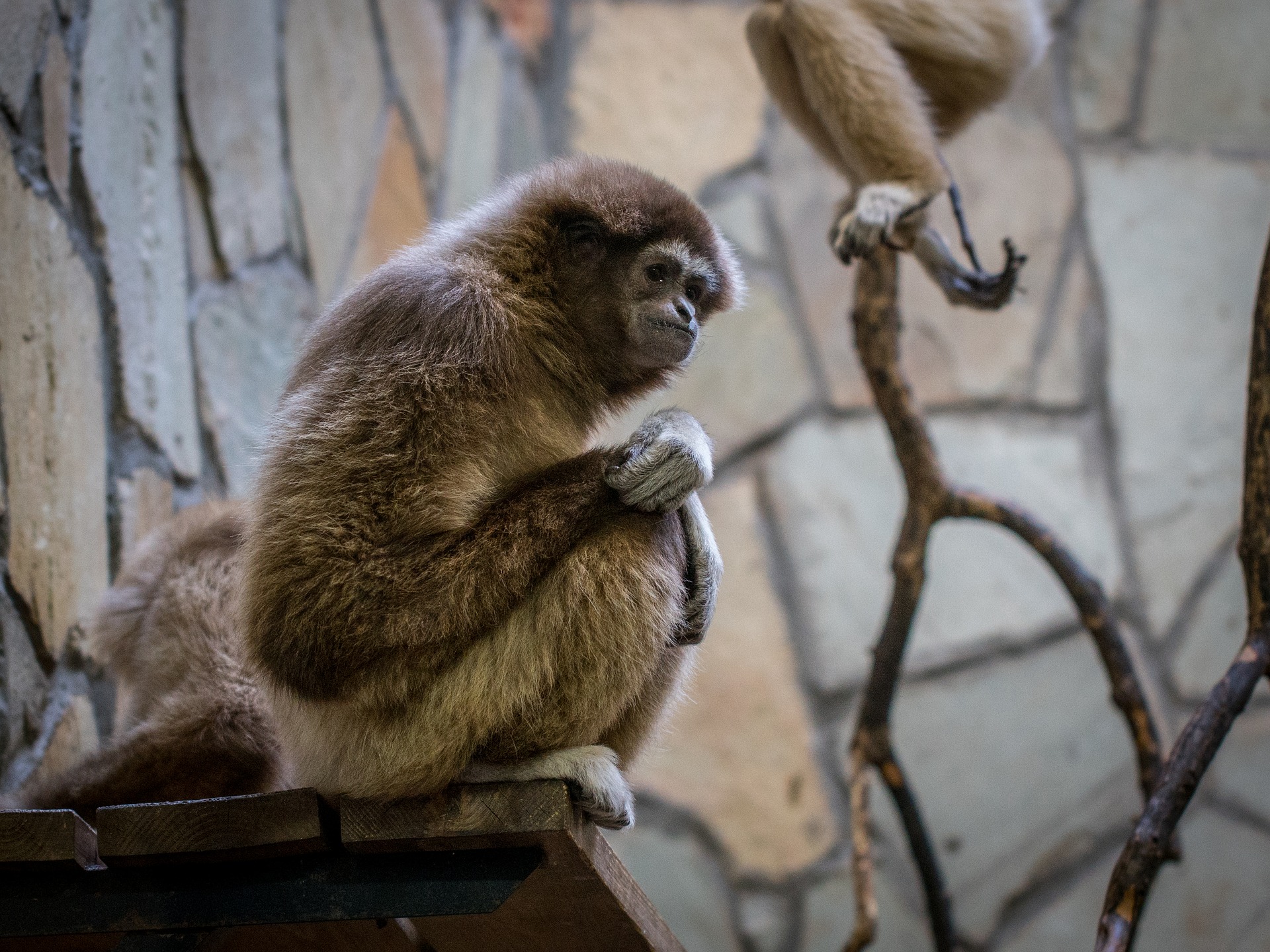 고사성어 사면초가