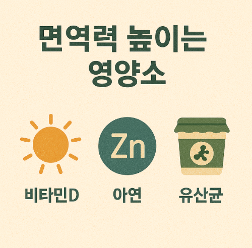 면역력 높이는 영양소 (비타민D, 아연, 유산균, 복합섭취)