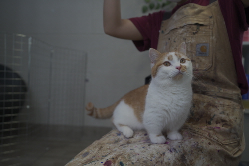 무릎냥이