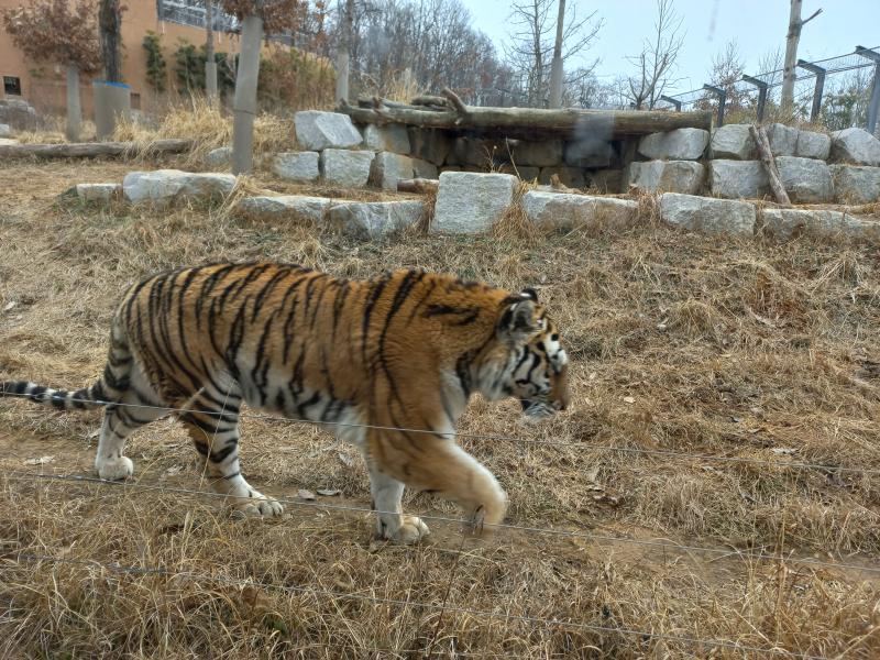 전주동물원 시베리아 호랑이