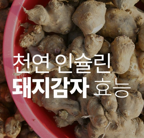 돼지감자효능 돼지감자차효능 당뇨에 좋은 재료