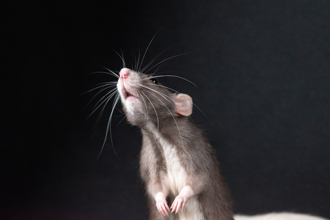 Rat