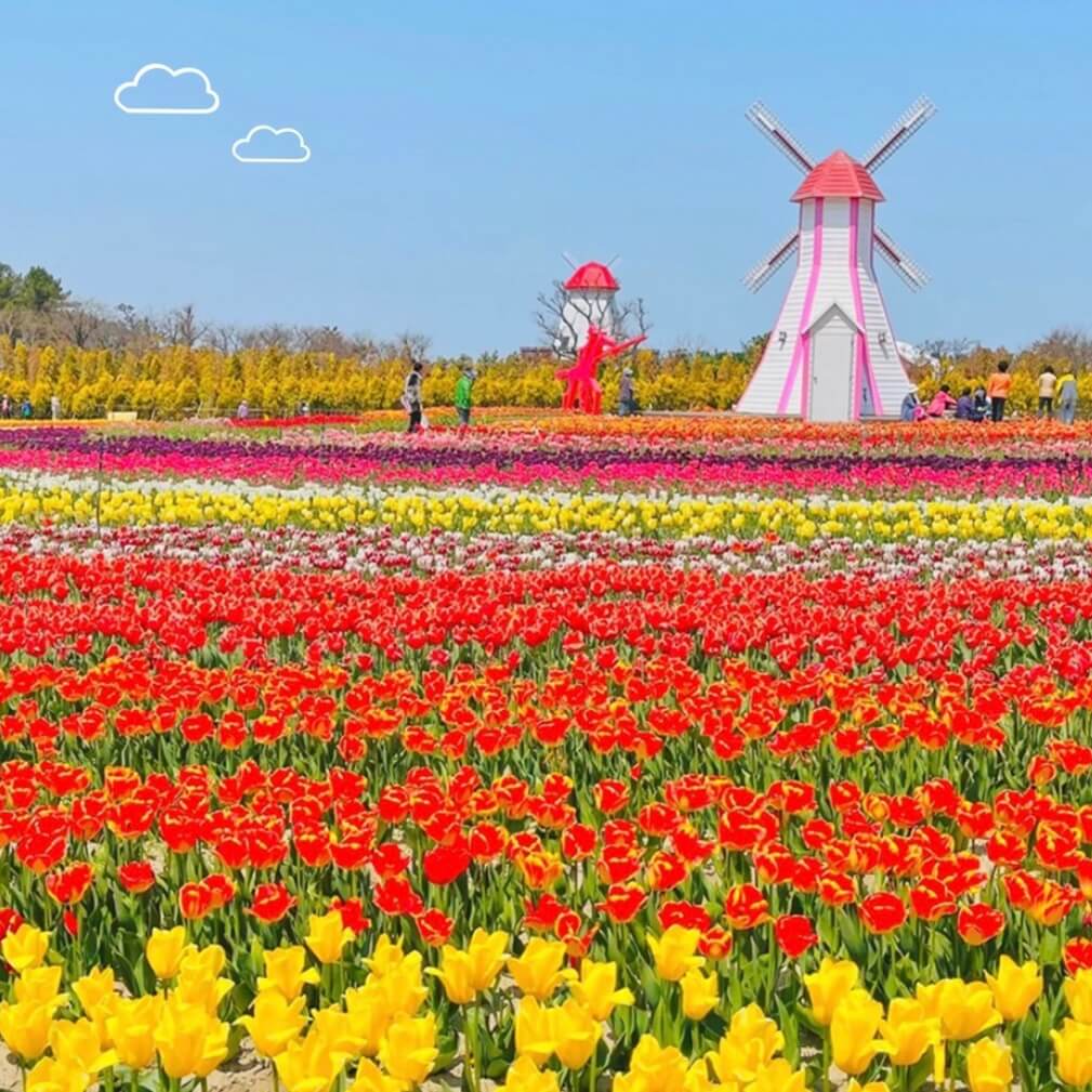 임자도 튤립축제기간