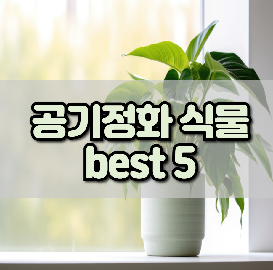 공기정화 식물 Best 5