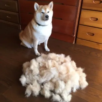 털 안 빠지는 강아지 견종 추천 털 알레르기 적은 강아지 털 안빠지는 대형견 소형견_5