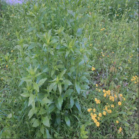 아파트 단지에 무성한 망초대