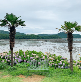 전라도 수국명소 추천 7곳, 수국이 만개한 아름다운 여름을 걷다