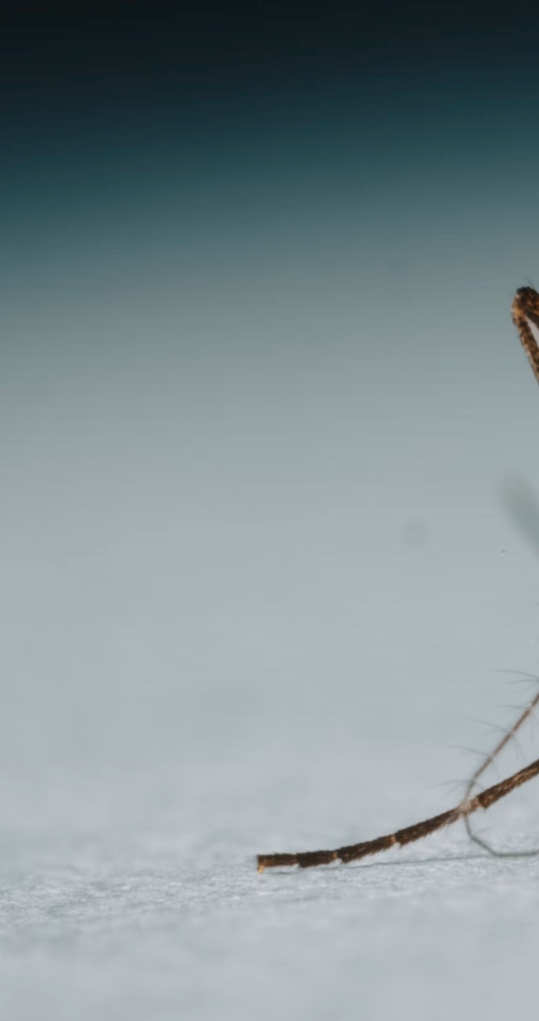 모기 잘물리는 혈액형