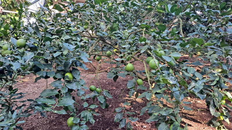 제주여행_여미지식물원