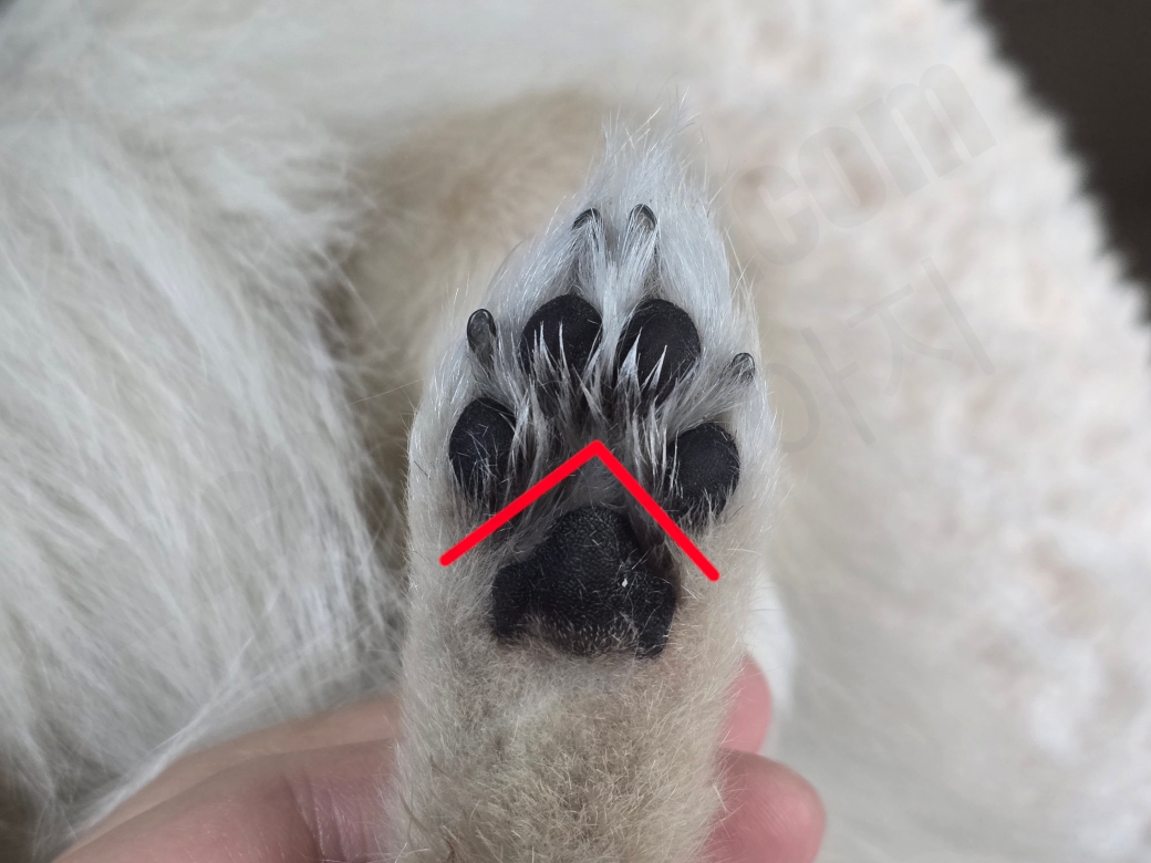강아지 발바닥 털 다듬는 위치