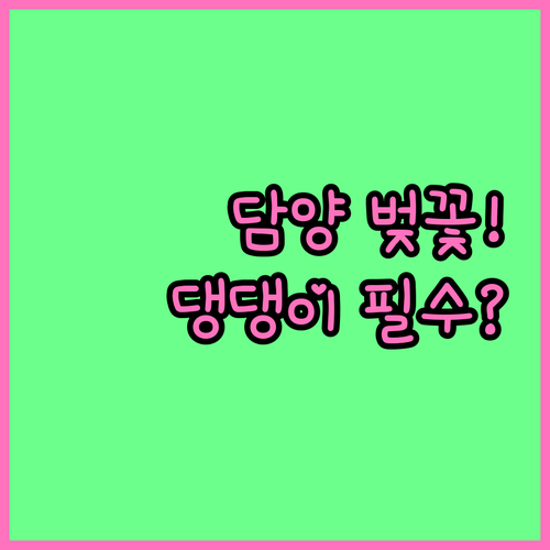 담양 벚꽃 만개 시기 정보와 반려견 ..