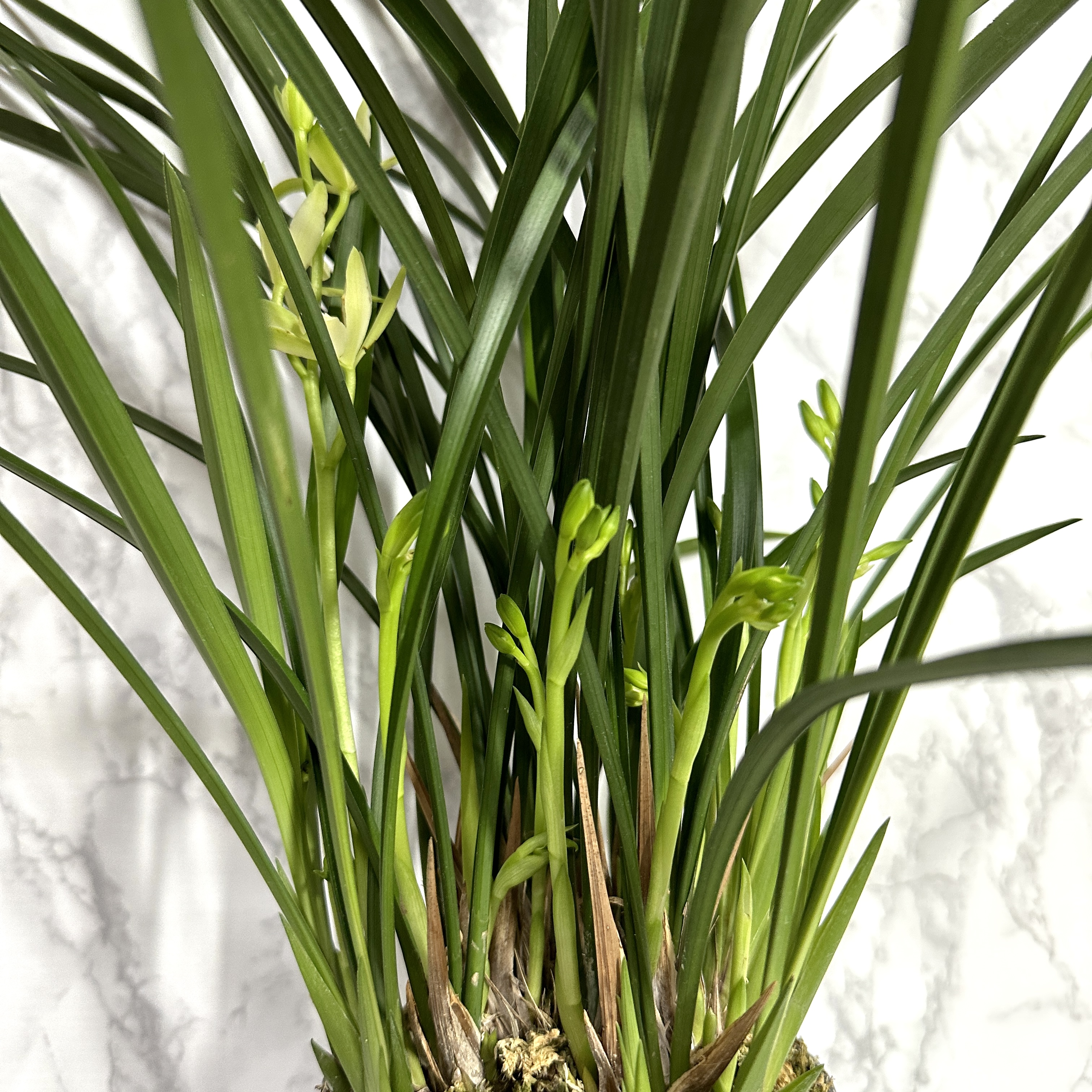 난 물주는 주기 동양란 물주기