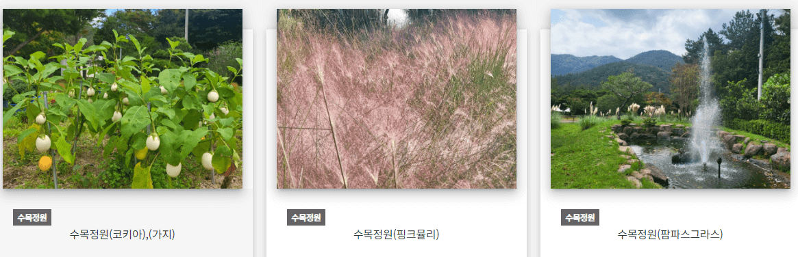 장흥 하늘빛수목정원 튤립축제