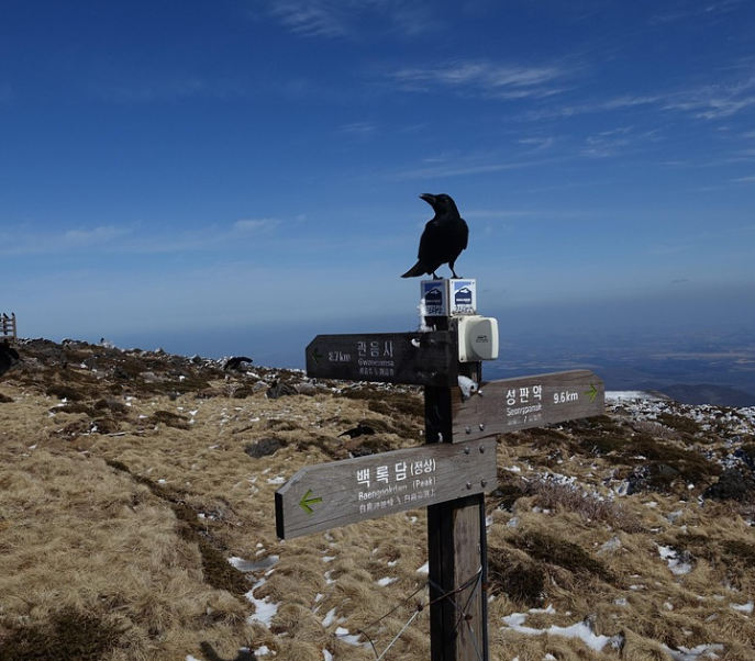 한라산의 자연경관 사진