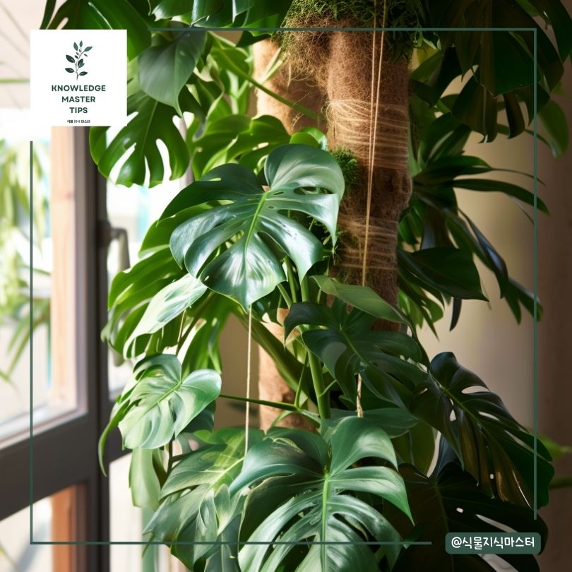 몬스테라 수형 잡기, 물리적으로 수형 잡기