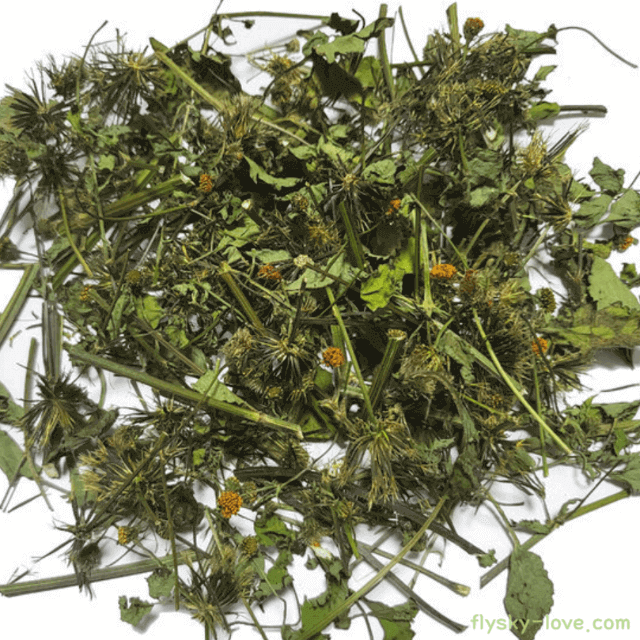 건조시킨 도깨비바늘