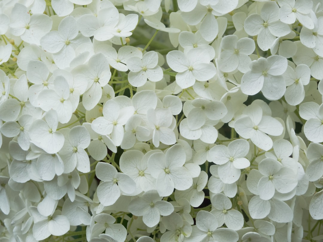 Hydrangea