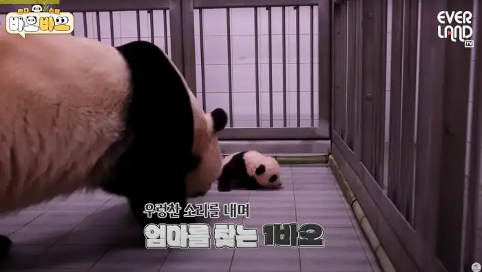 아기바이오-판다