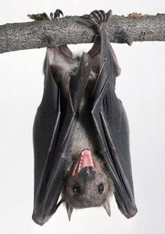 나무에-거꾸로-매달려-검은-날개를-접고-입을-벌리며-울부짖는-박쥐