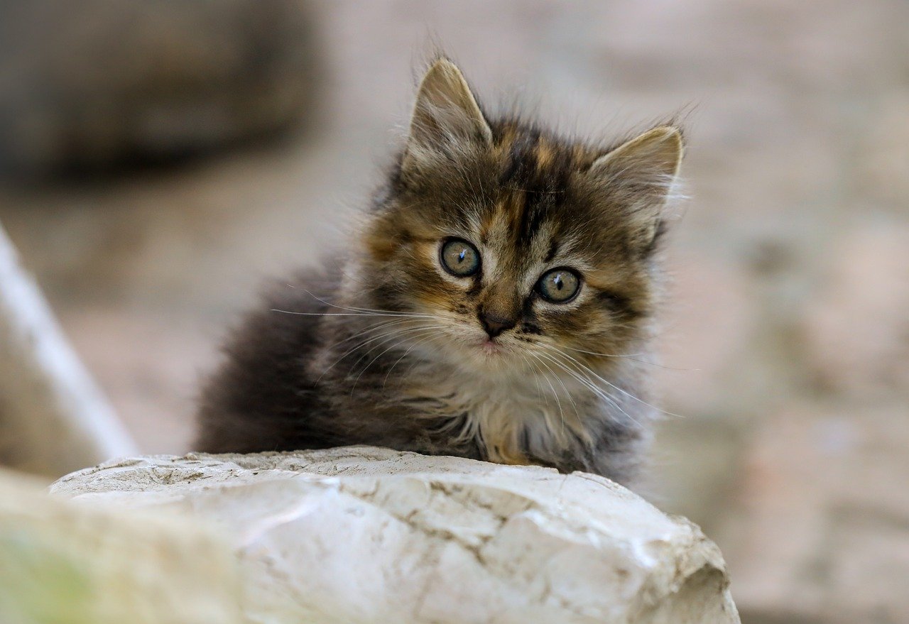 고양이 피모 건강 영양 관리법 (8)