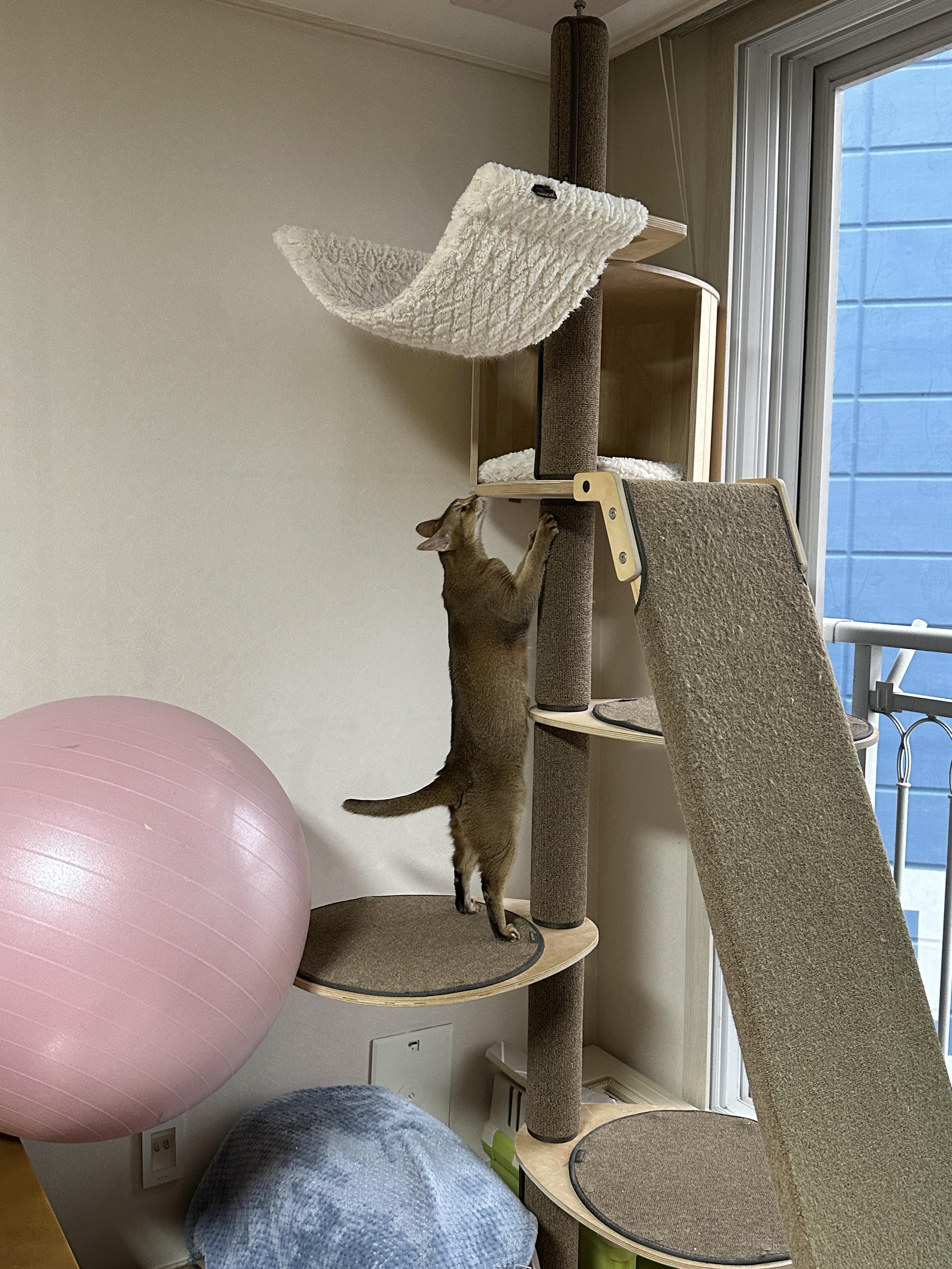 디어캣 캣폴 기둥 스크래쳐 카펫을 교체했다 (feat.신난 냥냥이들 반응)