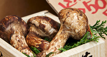 송이버섯 가격, 송이버섯 채취시기, 송이버섯 효능