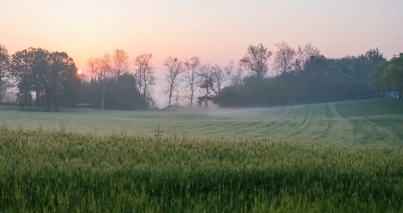 고창 청보리밭축제 주차장, 입장료, 프로그램