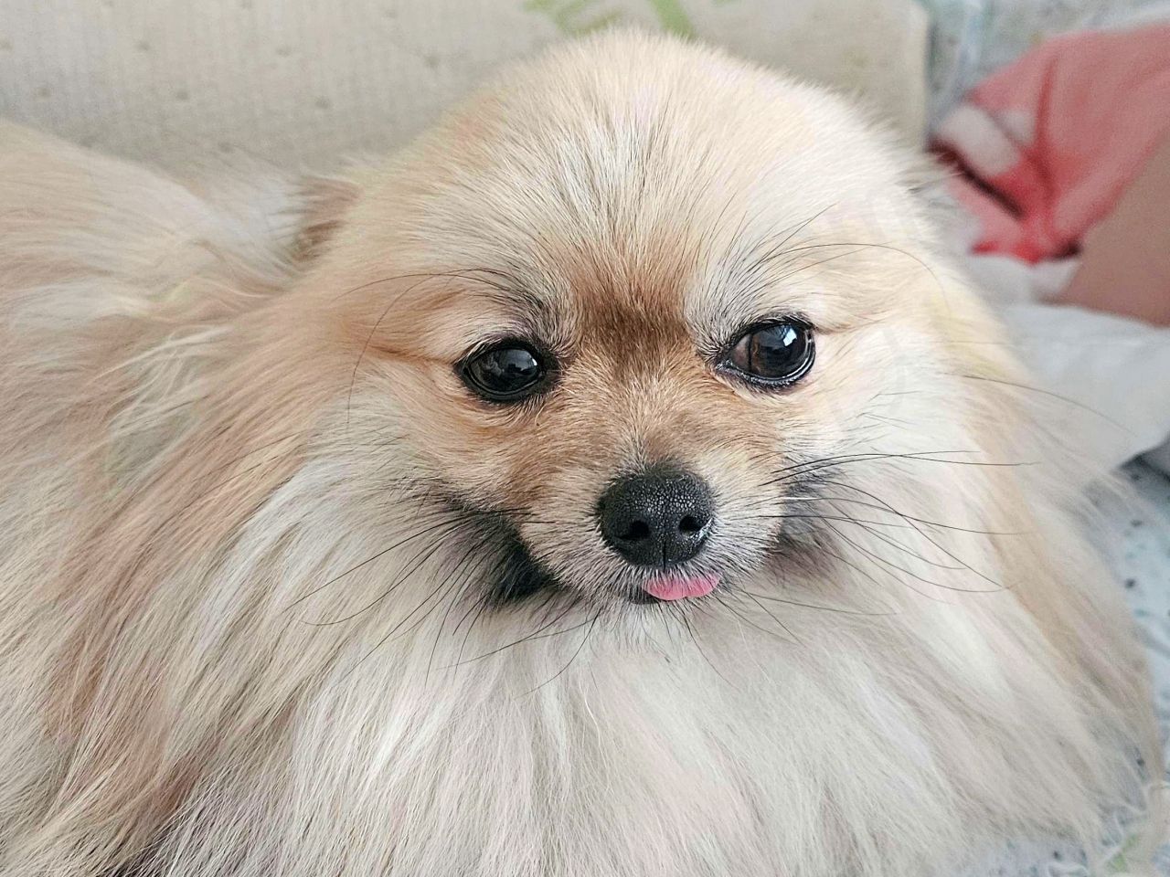 귀를 뒤로 젖히고 혀를 내민 채 주변을 살피는 강아지